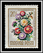 Annual Aster (Callistephus chinensis)