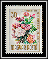 Common Garden Peony (Paeonia lactiflora)