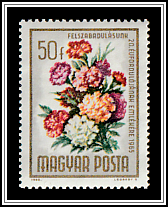 Carnation (Dianthus caryophyllus)