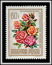 Hybrid Tea Rose (Rosa hybrid)
