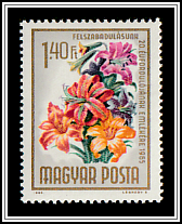Lilies (Lilium sp.)