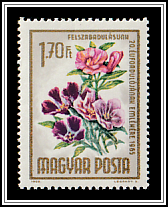 Atlas Flower (Godetia grandiflora)