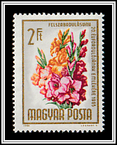 Gladiola (Gladiolus hybrid)