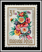 Persian Chrysanthemum (Chrysanthemum coccineum)