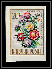 Annual Aster (Callistephus chinensis)