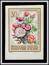 Common Garden Peony (Paeonia lactiflora)