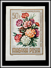 Carnation (Dianthus caryophyllus)