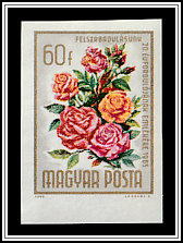Hybrid Tea Rose (Rosa hybrid)