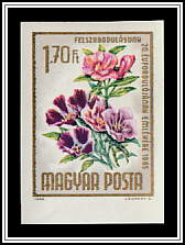 Atlas Flower (Godetia grandiflora)