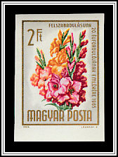 Gladiola (Gladiolus hybrid)