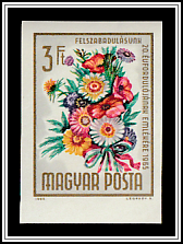 Persian Chrysanthemum (Chrysanthemum coccineum)