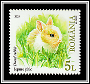 Dwarf Rabbit (Oryctolagus cuniculus)