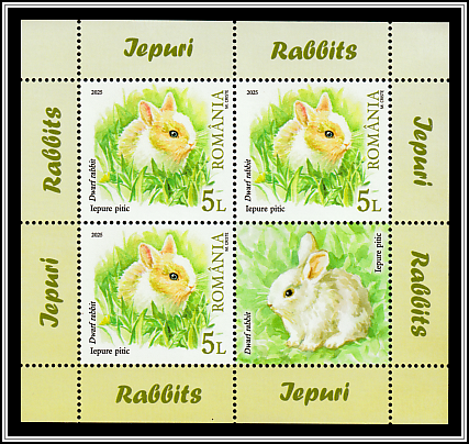 Dwarf Rabbit (Oryctolagus cuniculus)