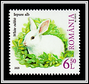 White Rabbit (Oryctolagus cuniculus)