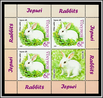 White Rabbit (Oryctolagus cuniculus)