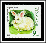 Angora Rabbit (Oryctolagus cuniculus)