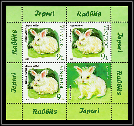 Angora Rabbit (Oryctolagus cuniculus)