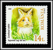Lionhead Rabbit (Oryctolagus cuniculus)