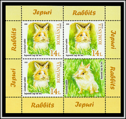 Lionhead Rabbit (Oryctolagus cuniculus)
