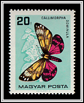 Scarlet Tiger Moth (Callimorpha dominula)