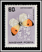 Orange Tip (Anthocharis cardamines)