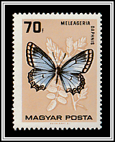 Meleager's Blue (Meleageria daphnis)