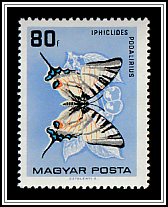 Scarce Swallowtail (Iphiclides podalirius)