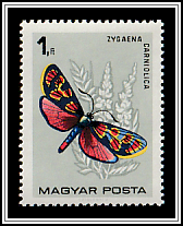 Crepuscular Burnet (Zygaena carniolica)