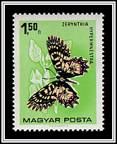 Southern Festoon (Zerynthia hypermnestra)