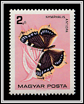 Camberwell Beauty (Nymphalis antiopa)