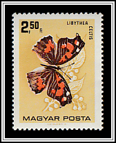 Nettle-tree Butterfly (Libythea celtis)