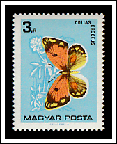 Clouded Yellow (Colias croceus)