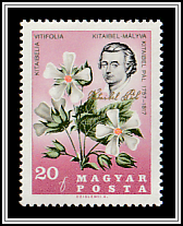 Kitaibel Pál; Vine-leaved Mallow (Kitaibelia vitifolia)