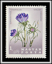 Grassy Bells (Edraianthus tenuifolius)