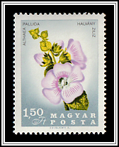 Hollyhock (Althaea pallida)