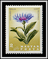 Mountain Cornflower (Centaurea mollis)