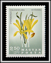 Sternbergia (Sternbergia colchiciflora)