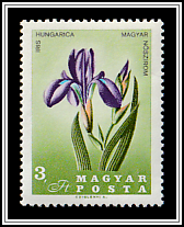 Steppe Iris (Iris aphylla subsp. hungarica)