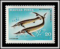 Sterlet (Acipenser ruthenus)