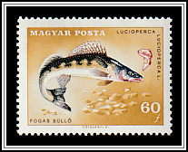 Zander (Lucioperca lucioperca)