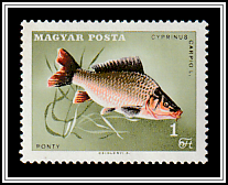 Common Carp (Cyprinus carpio)