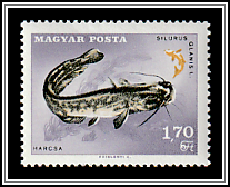 European Catfish (Silurus glanis)