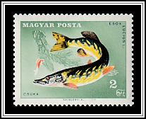 Northern Pike (Esox lucius)