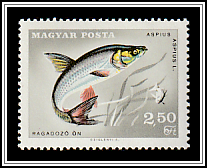 Asp (Aspius aspius)