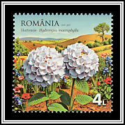 Hydrangeas (Hydrangea macrophylla)