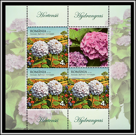 Hydrangeas (Hydrangea macrophylla)