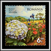 Hydrangeas (Hydrangea macrophylla)