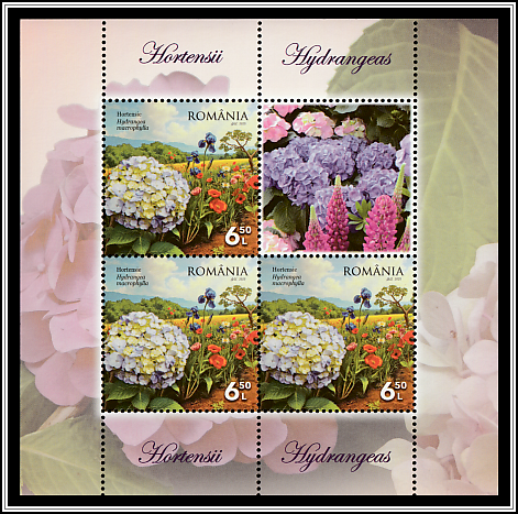Hydrangeas (Hydrangea macrophylla)