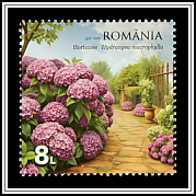 Hydrangeas (Hydrangea macrophylla)