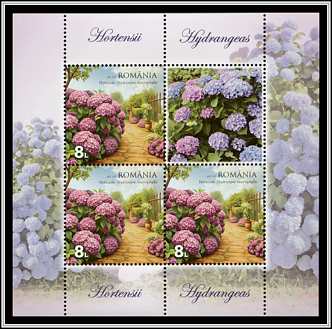 Hydrangeas (Hydrangea macrophylla)